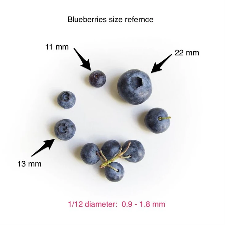 Wholesale Berry Grading Machine